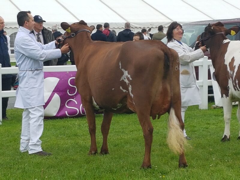 Reserve Champion Hunnington Toni 3 with Chris Lockyer
