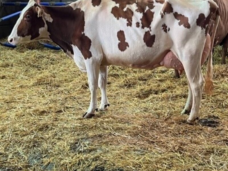 A second calved Sandyford Triclo daughter.