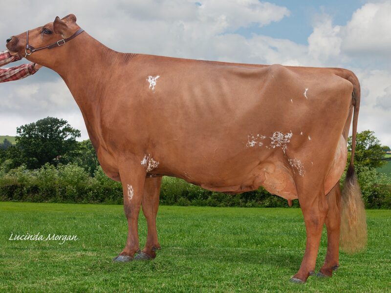 Reserve Tristar Burdette Gucci