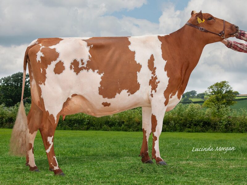 Reserve Tristar Gentleman Melody 2