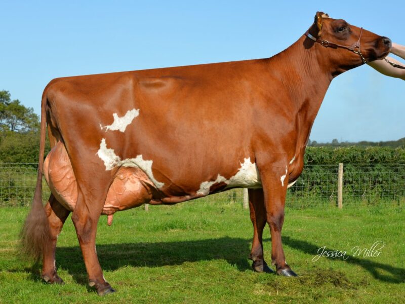 Reserve Troutbeck Burdette Jess 3