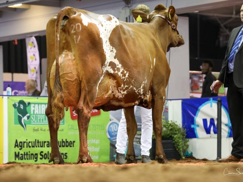 Champion Ayrshire Troutbeck Skyfall Peony