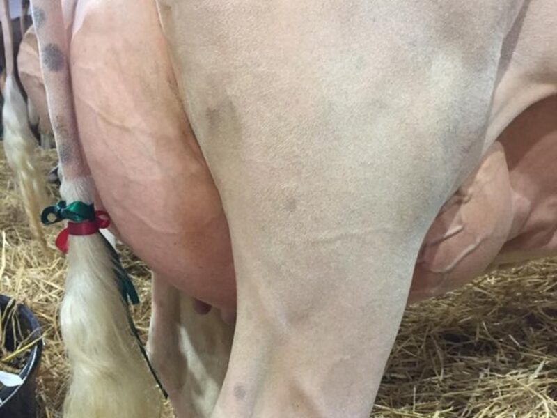 Hilltower Supreme Marcy - Best Udder Junior 2 year Old