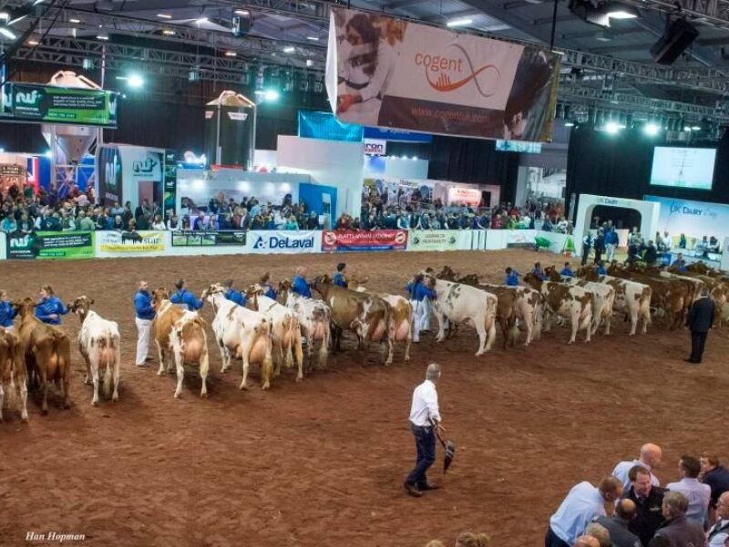 Ayrshire class at the 2017 show