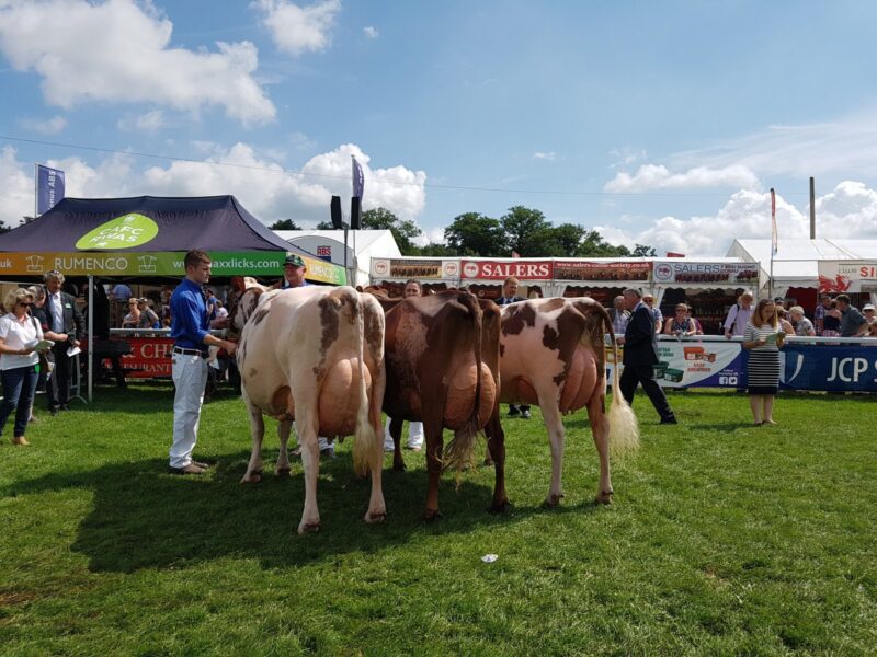 The Championship Lineup and the winning group of three cows