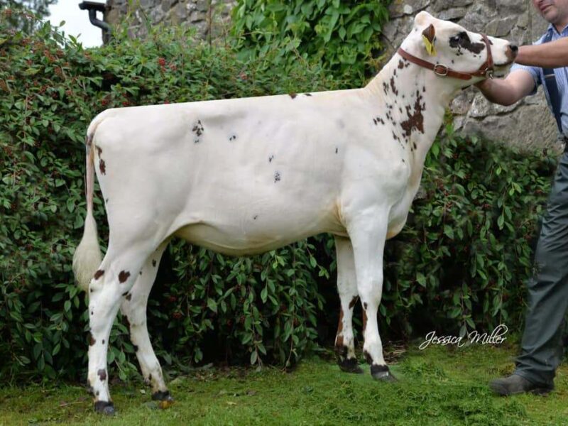 Daughter - Whitecroft Emmie 151