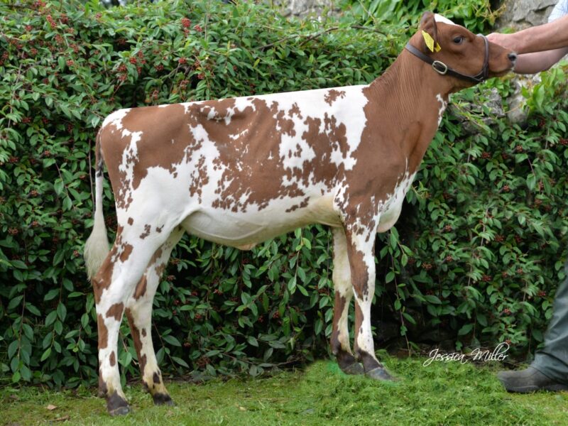 Daughter - Whitecroft Emmie 152