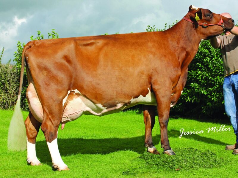 Dam of Whitecroft Furtado