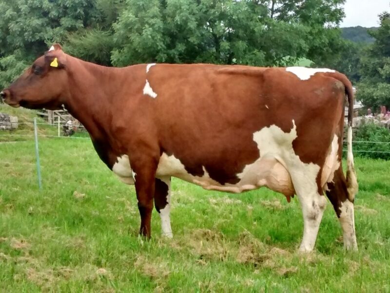 The Dam of Whitecroft Panell - Whitecroft Nellie 49