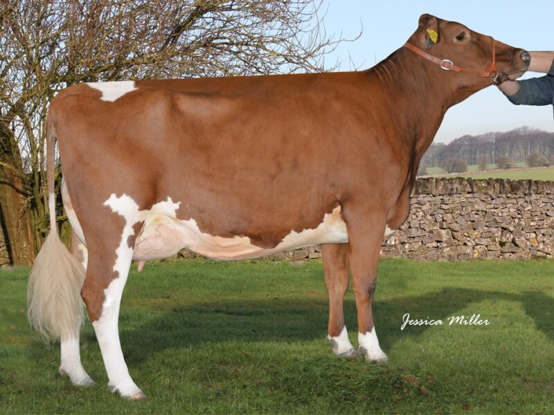 Dau. of Rosehill Real McCoy - Whitecroft Nellie 54