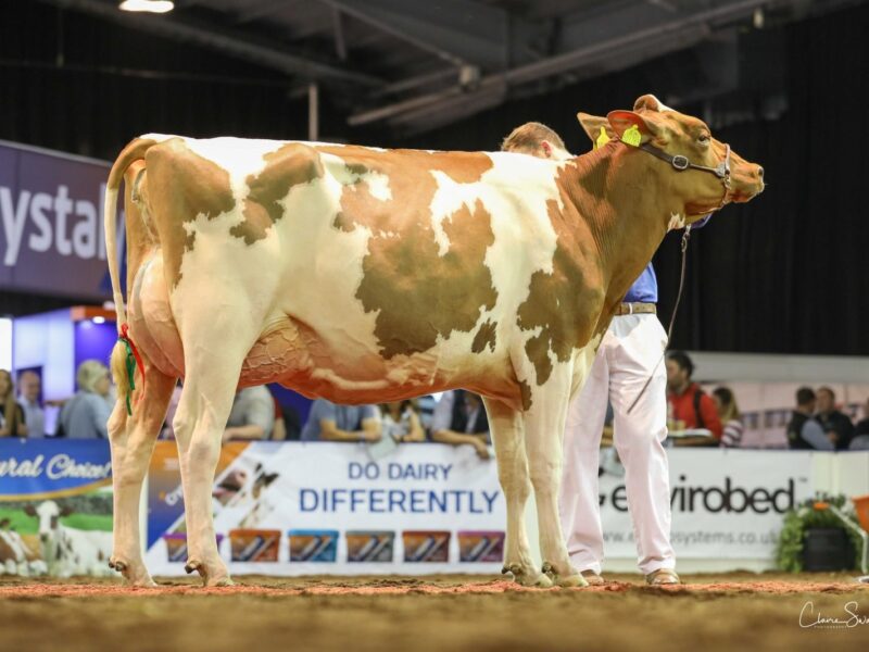 Champion Ayrshire Hybrid Heifer Whiteflat Jordy Lizzie Red