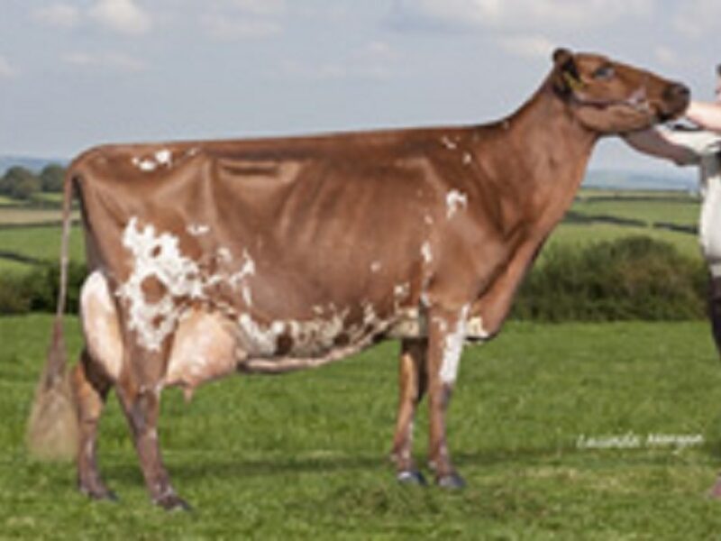 Willhome Gold Caroline EX 94