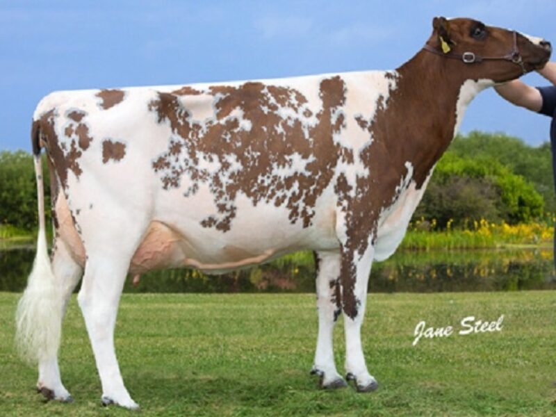 Willhome Modem Caroline VG 86