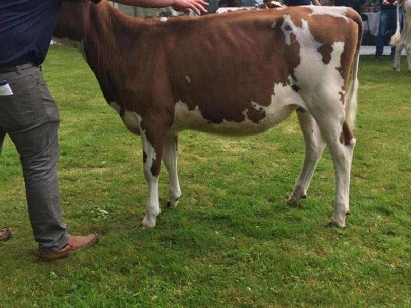 A daughter of Haresfoot Simply Perfek in the Willhome Herd