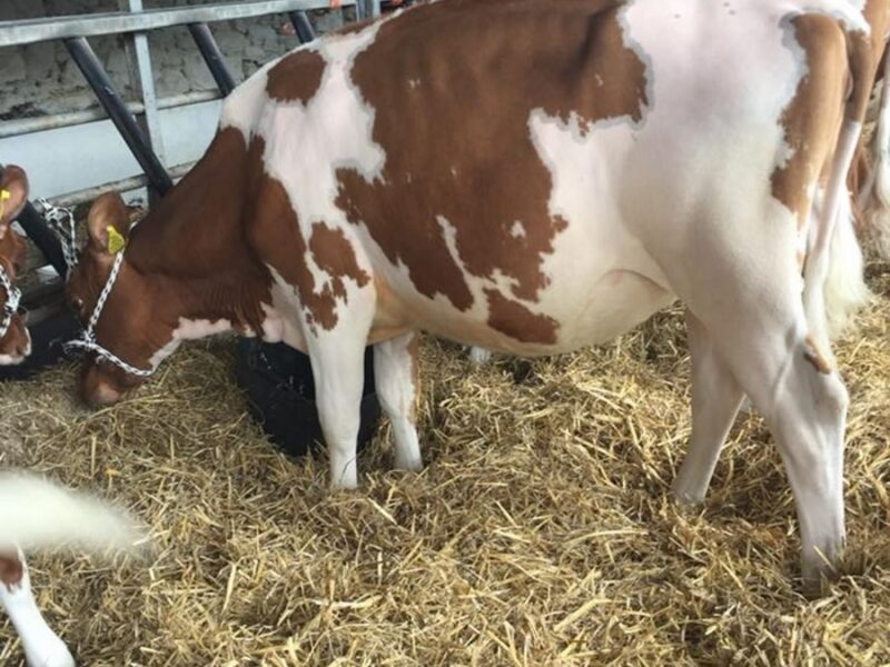 A daughter of Sandyford Triclo in the Willhome Herd