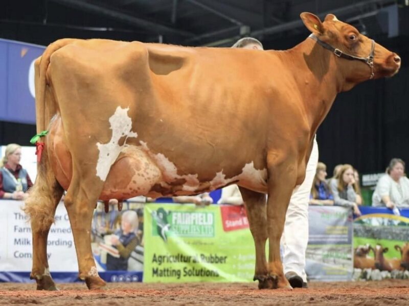 Willowfields Famous Clover - sired by Hunnington Famous