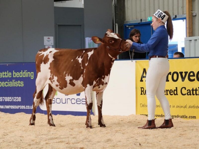 Willowfields Hawaiian Clover - Sired by Pam Ayrs Hawaiian