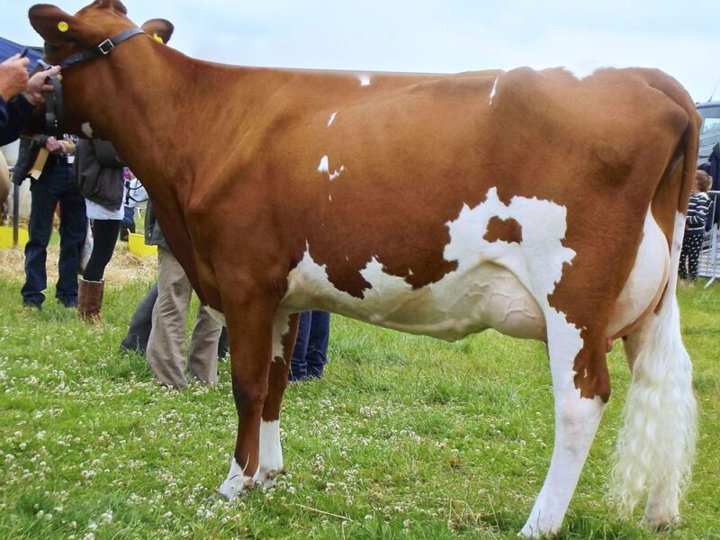 Willowfields Conceit 5 VG 88