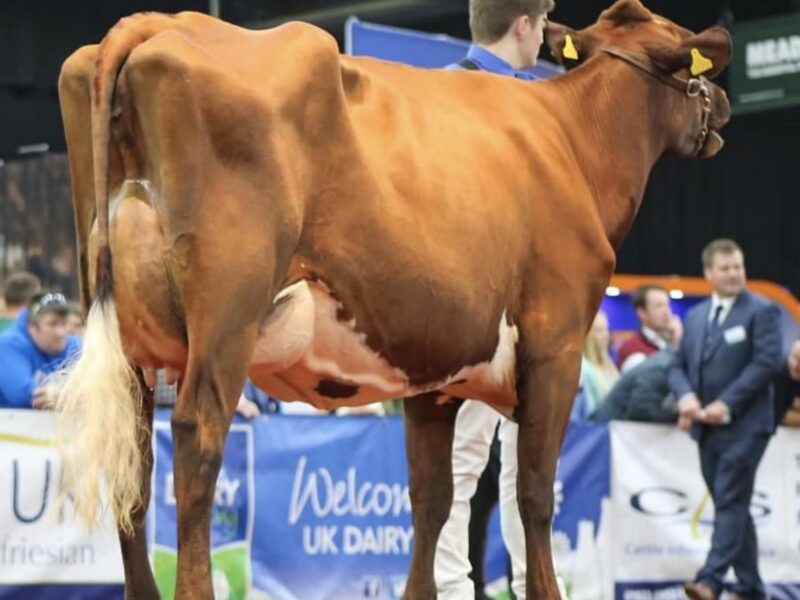 Wroughton Nina - sired by Pam Ayrs Hawaiian