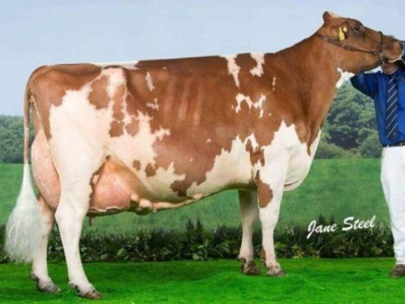 Sandyford Clover 10 EX97 8E LP120 4 Star Brood Cow