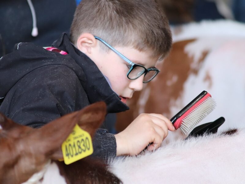 Mathew Gordon competing last year in the clipping competition at the Ayrshire Young Breeders Weekend.