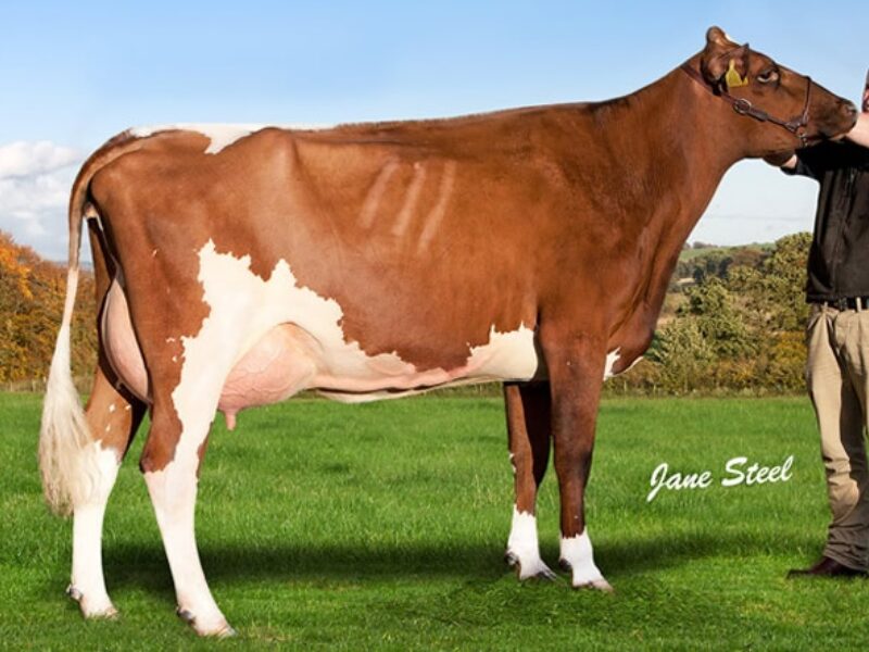 Cuthill Towers Regal Ray 11th VG 88