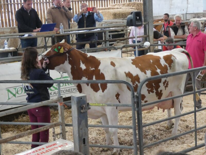 Lot 22