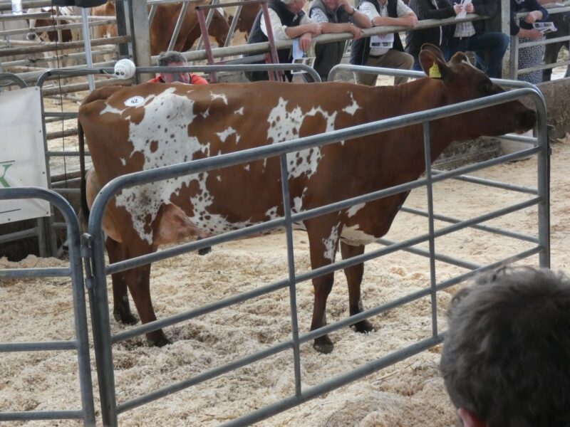 Lot 42
