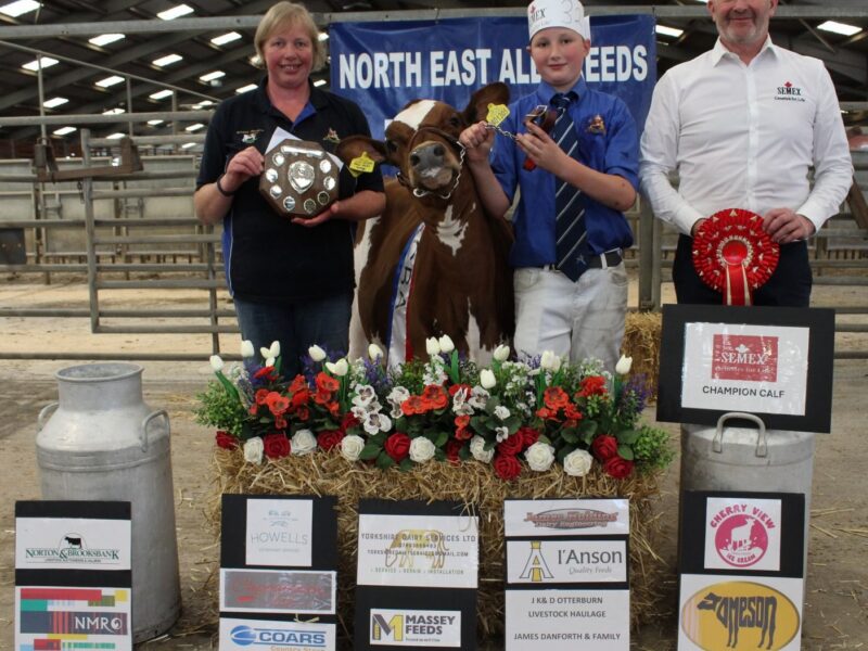 Champion Calf - Rosegill Hocus Pocus Mini Mini Lotty