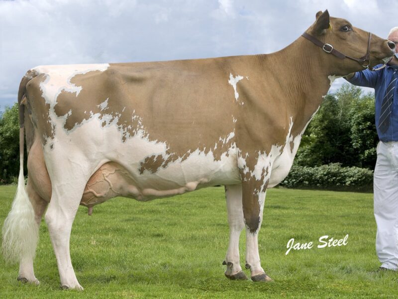 Ayrshire Champion - Sanderson George Evergreen 310 EX 92 - D & C Sanderson