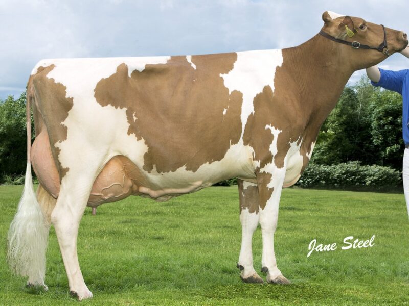 British Red and White Champion and Interbreed Dairy Champion - Cuthill Towers Classic Ellie EX 91 - A & S Lawrie