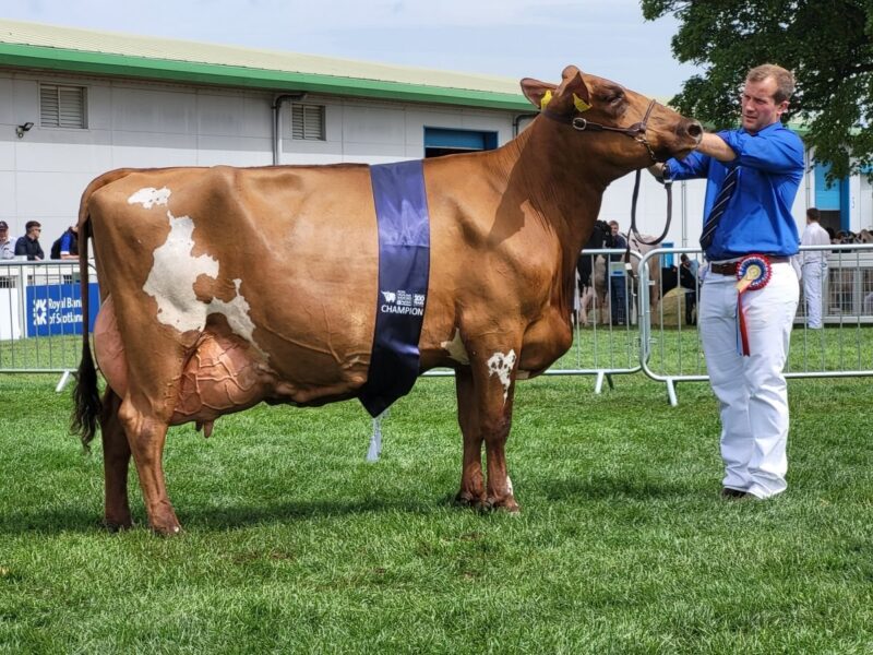 Champion Ayrshire & Interbreed - Hilltower Modern Marcy