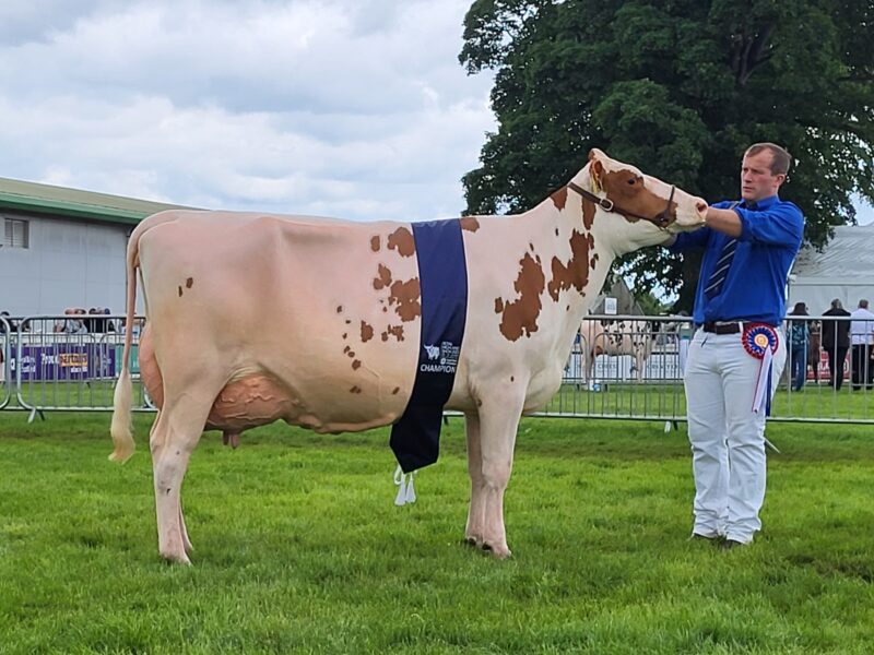 Champion - Cuthill Towers Religious Bunty