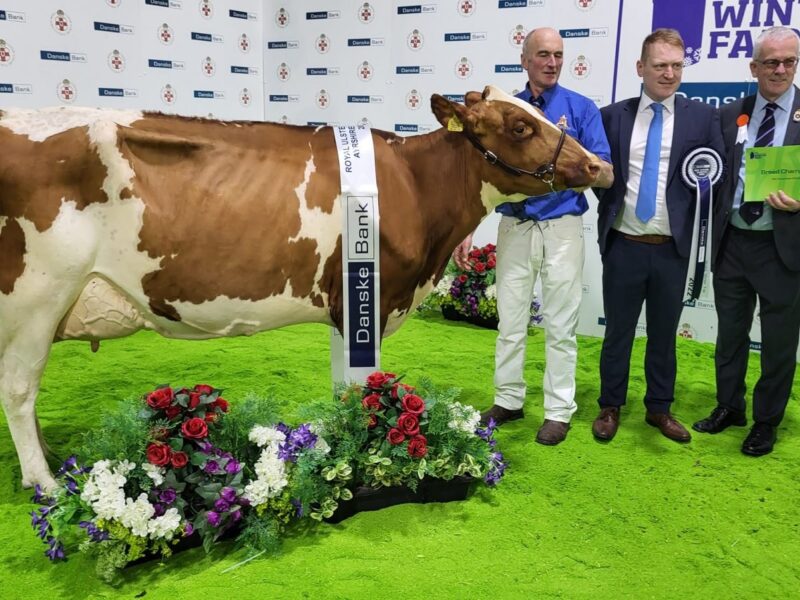 Champion - Gwynnog Triclo Nancy 3