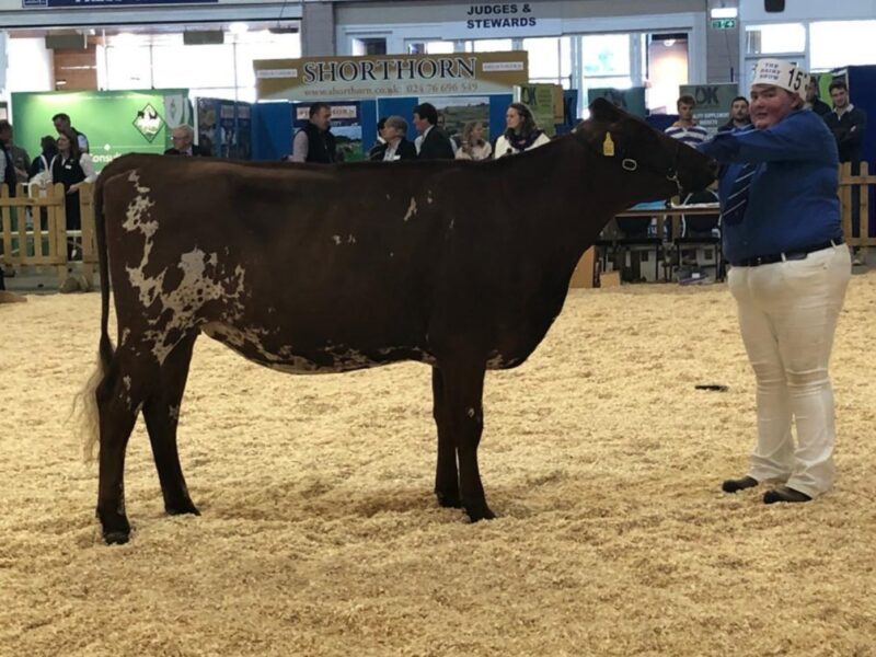 West Park Farms Alaska Pansy - Champion Heifer & winner of class AODB born on or between 1 April 2019 and 31 December 2019