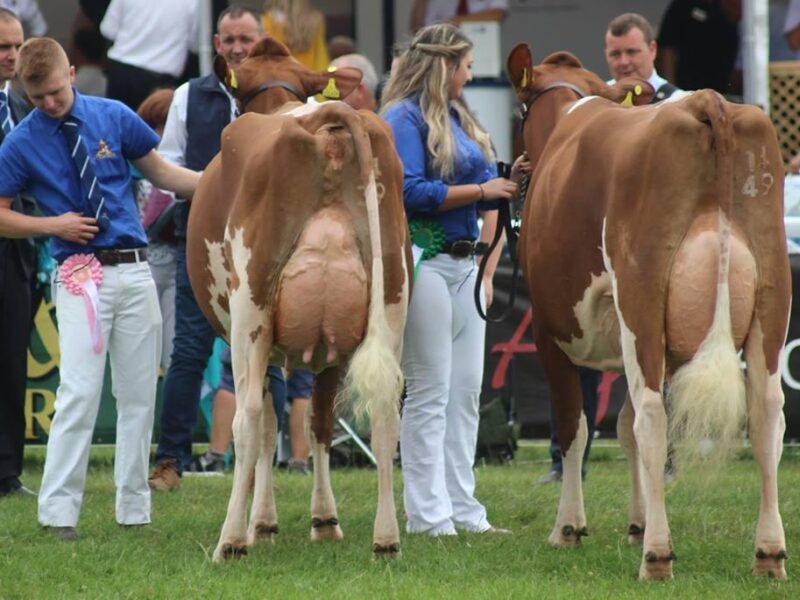 Junior Champion Allstar Provider Honesty