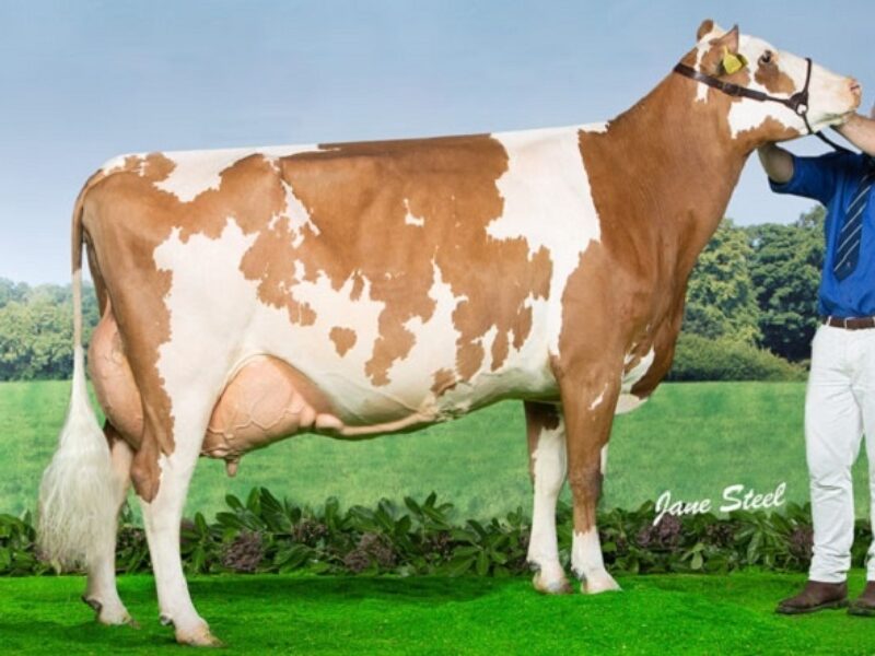 Cuthill Towers White Patch 11 EX 91 (Lagace Modem) - A & S Lawrie