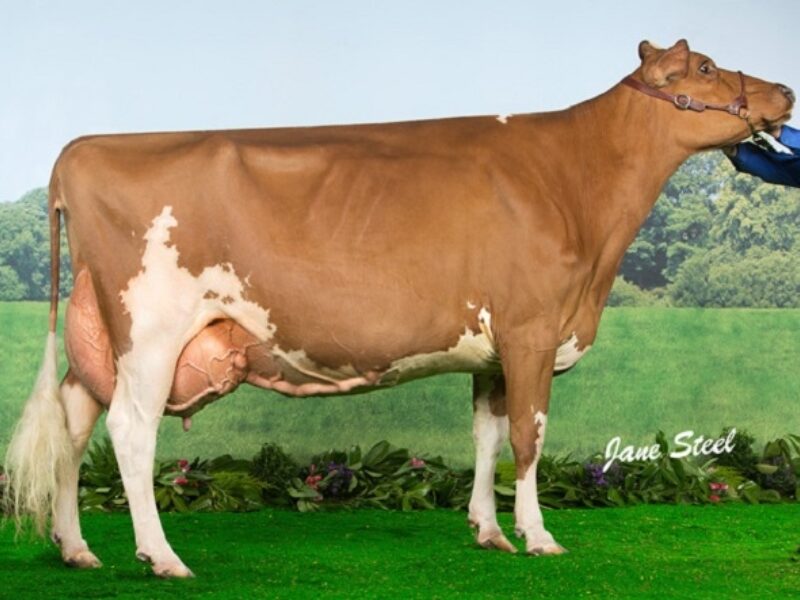 Ayrshire Champion - Loukat Lucky EX 94