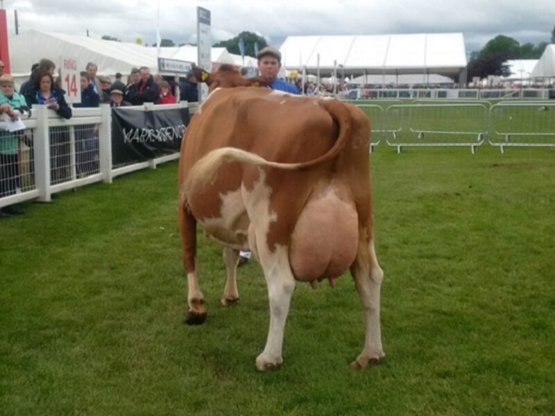 Barr Sandy Rose 56 EX 94 (Barr Aviator) - D M Lindsay