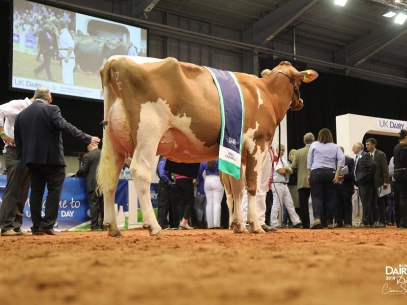 Breed Champion