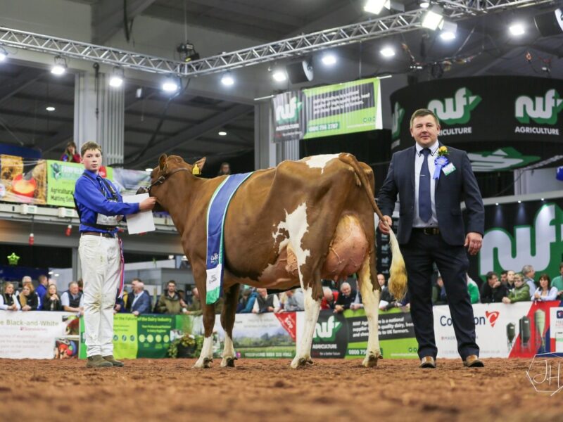 Grand Champion - Swaites Lois 8 with Jay Adamson on the strap and Judge Ian Collins