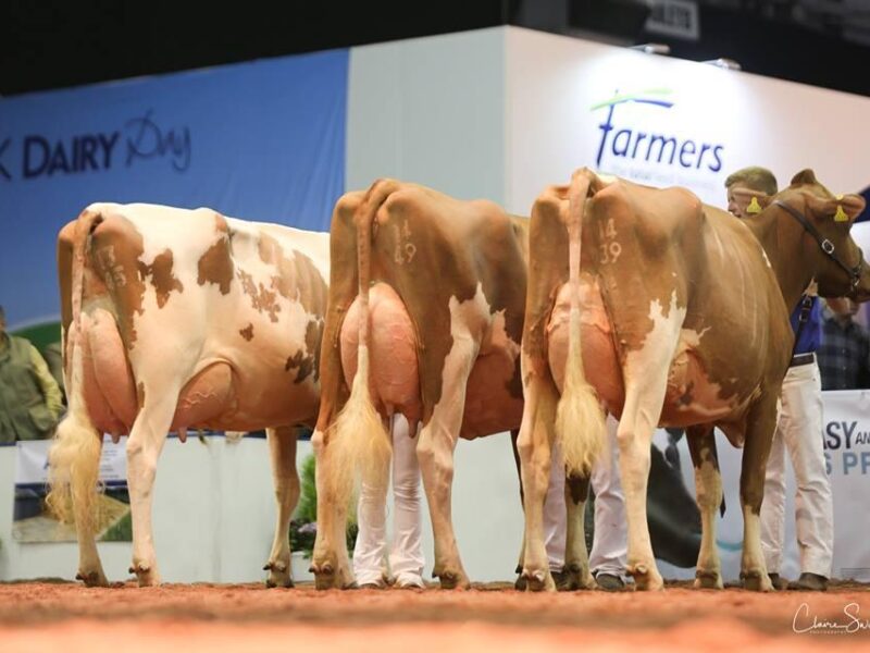 Breeders group winners from the Sandyford Herd