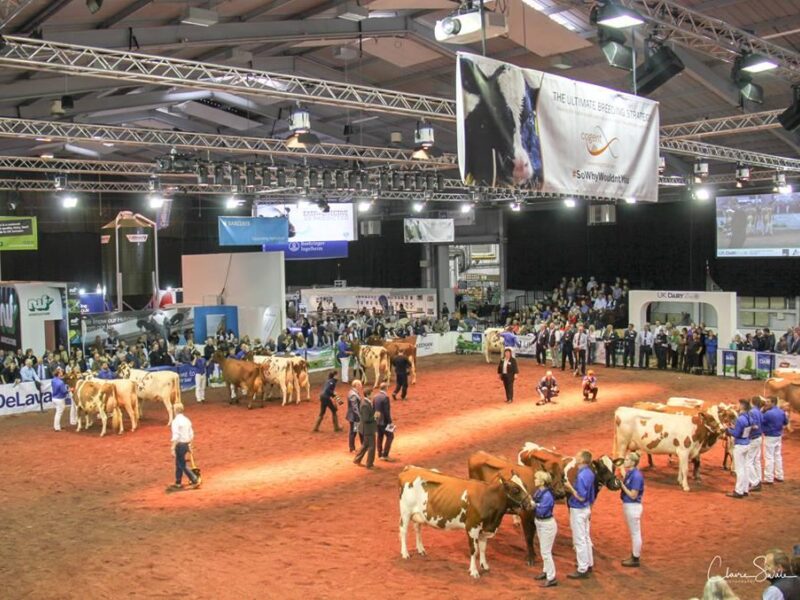 Large crowds view the judging of the Ayrshire Breeders Groups