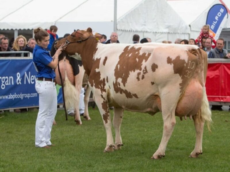 Champion - Marleycote Sea Lily 14 EX 93 (Des Prairies Potter) - M/s McLean