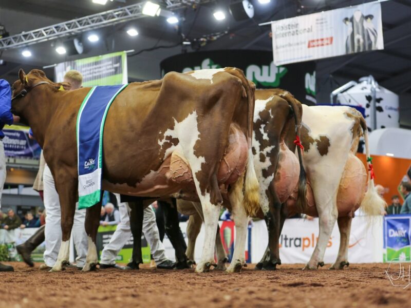 Champion, Reserve and Honourable Mention