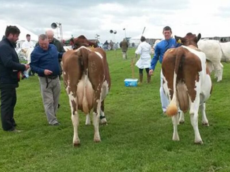 Cow in-Calf Class