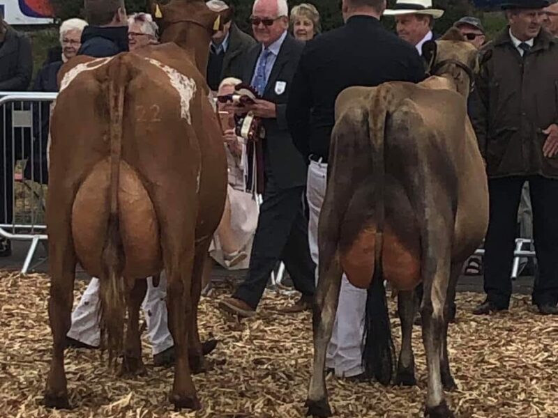 Gargus Jemima 3 Receiving the Interbreed Dairy Champion award
