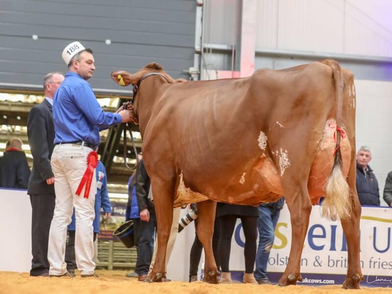 Breed Champion - Sandyford Prime Heather Honey