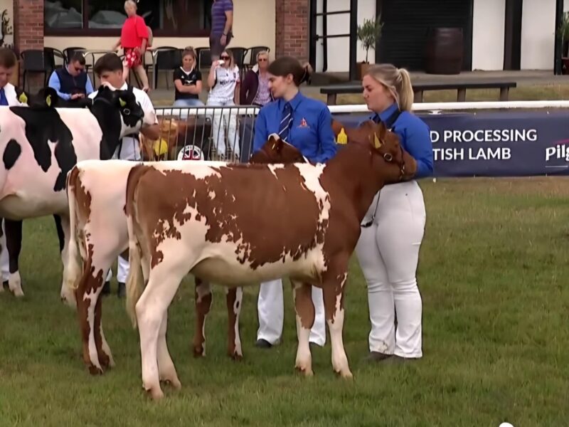 Interbreed champions of the future pairs
