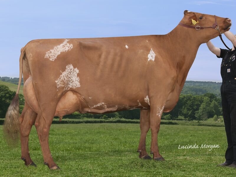 Gargis Jemima 3 Interbreed Dairy Champion